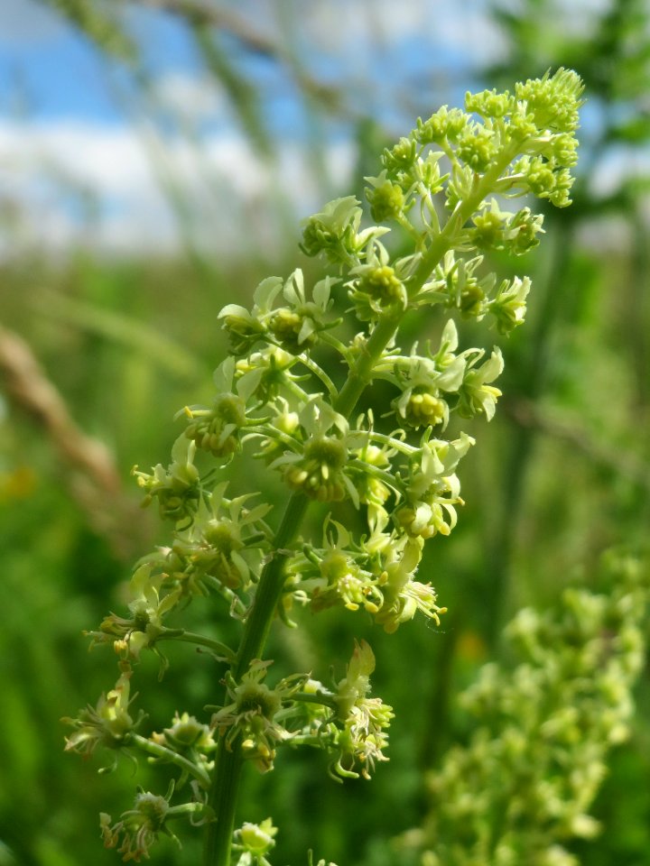 20140523Reseda_lutea1