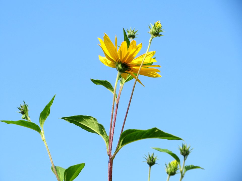 20140908Helianthus_tuberosus1