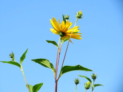 20140908Helianthus_tuberosus1