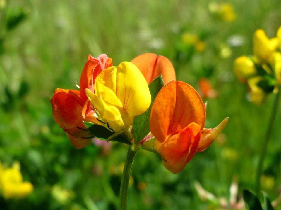 20140523Lotus_corniculatus1