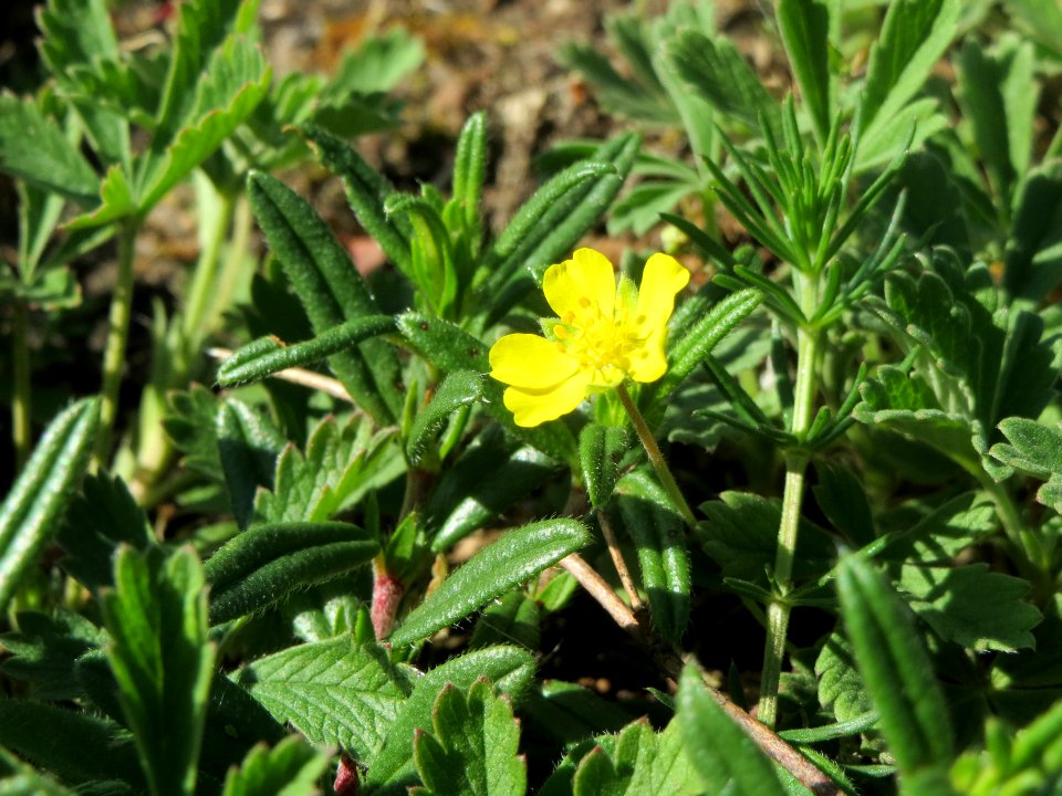 20140523Potentilla_reptans1