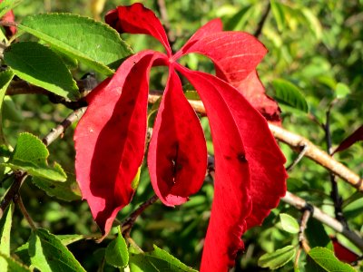 20140923Parthenocissus_quinquefolia1