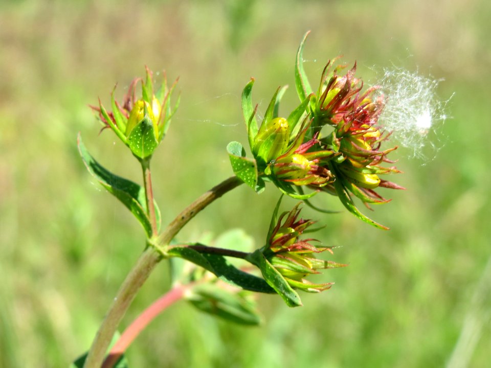 20140517Hypericum_perforatum2