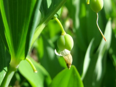 20140523Polygonatum_odoratum8