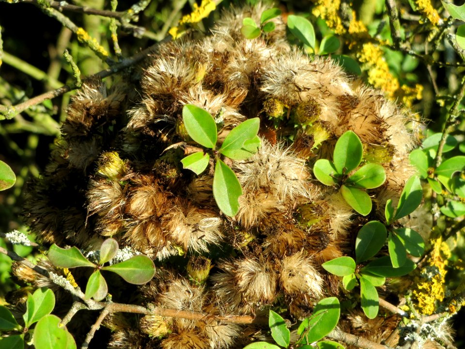 20140923Inula_conyzae3