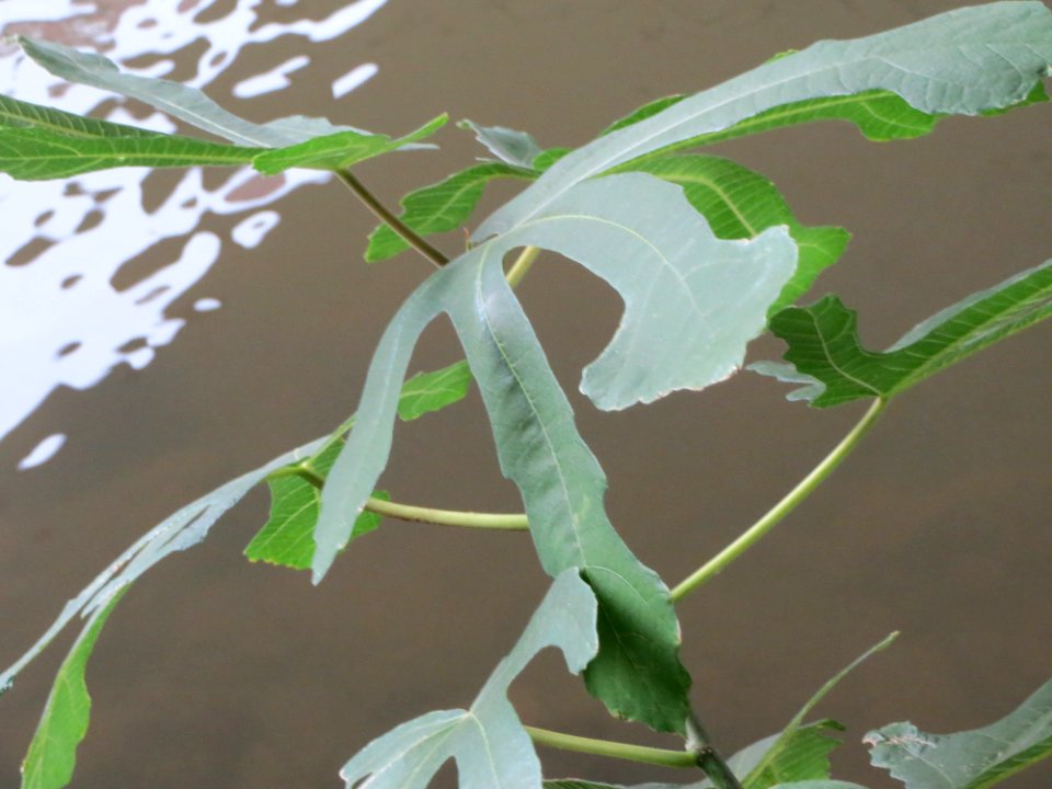 20140912Ficus_carica2