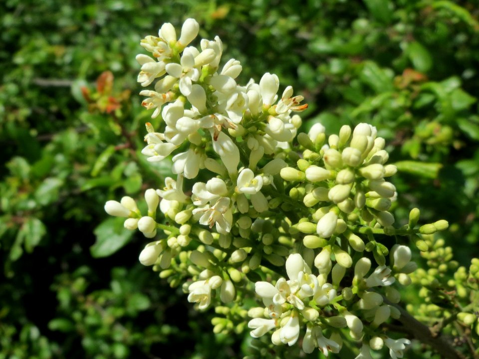 20140517Ligustrum_vulgare1