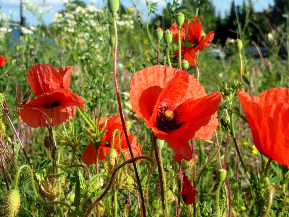 20140523Papaver_rhoeas