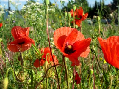 20140523Papaver_rhoeas