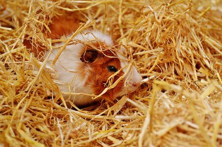 Nager young animals small