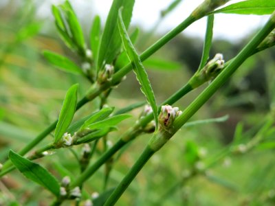 20140913Polygonum_aviculare2