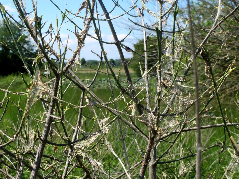 20140517Euonymus_europaeus2