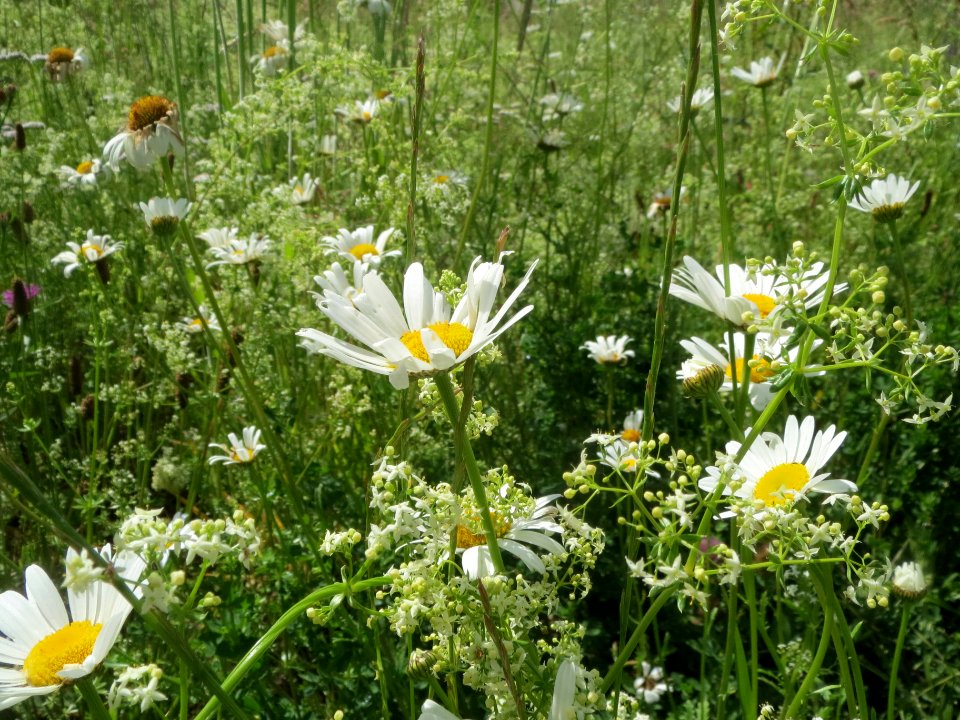 20140523Leucanthemum_vulgare1