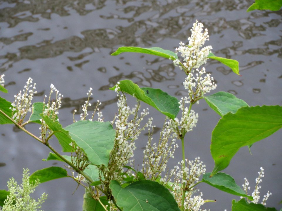 20140912Reynoutria_japonica2