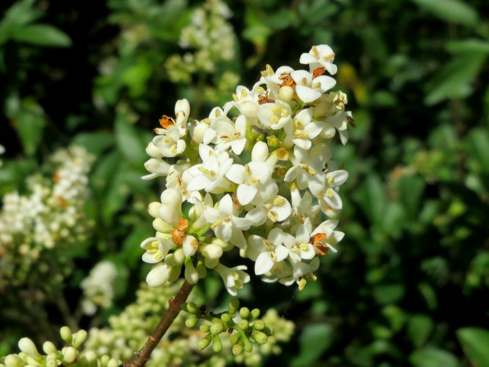 20140517Ligustrum_vulgare2