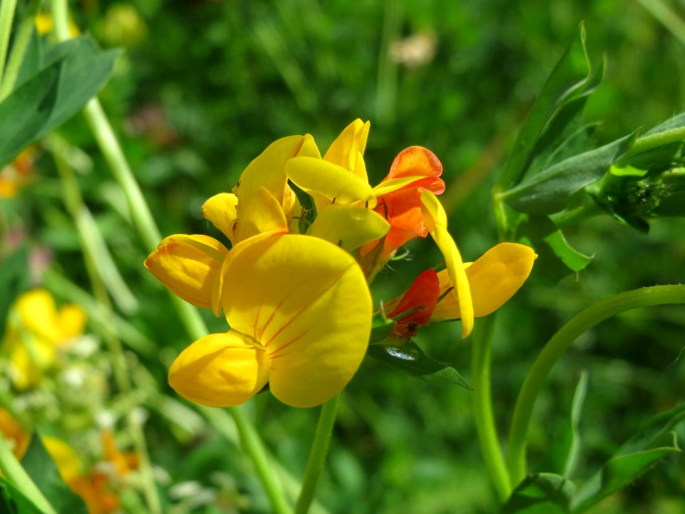 20140523Lotus_corniculatus2