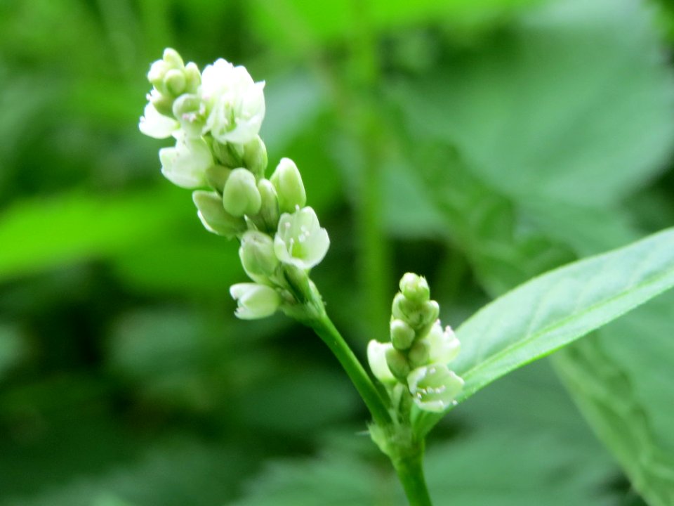 20140912Persicaria_lapathifolia4