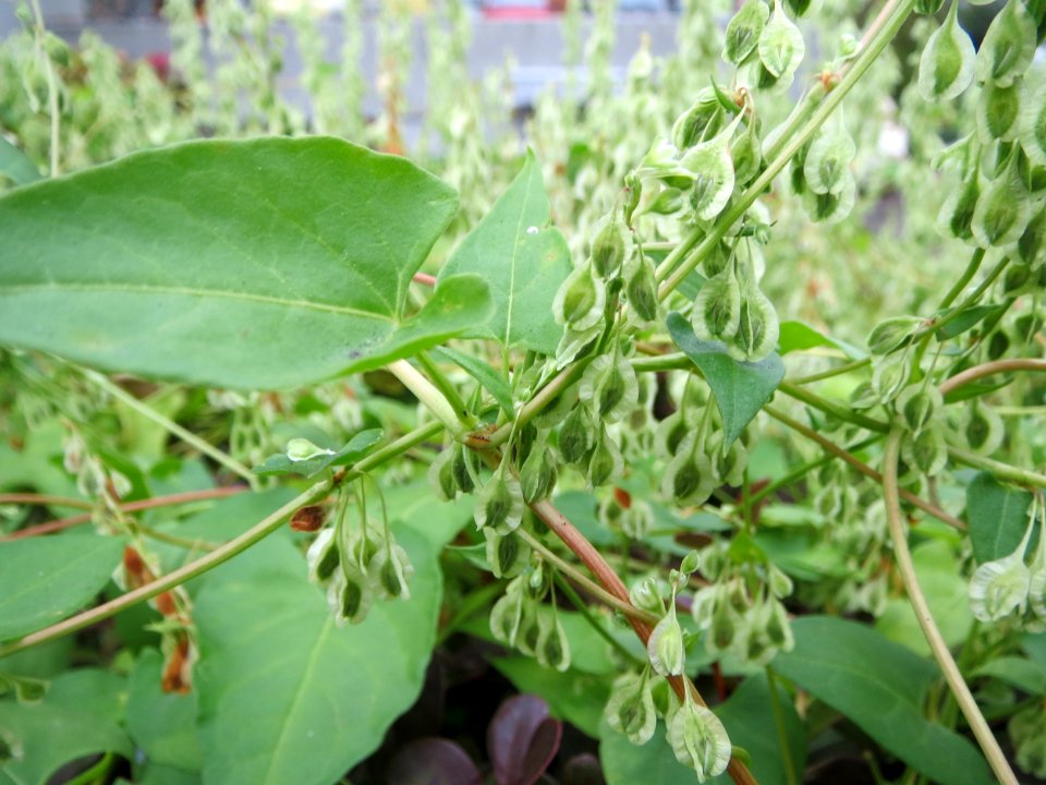20140912Fallopia_dumetorum2