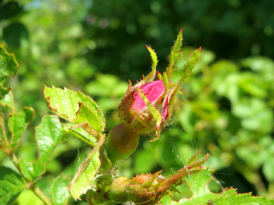 20140520Rosa_rubiginosa2