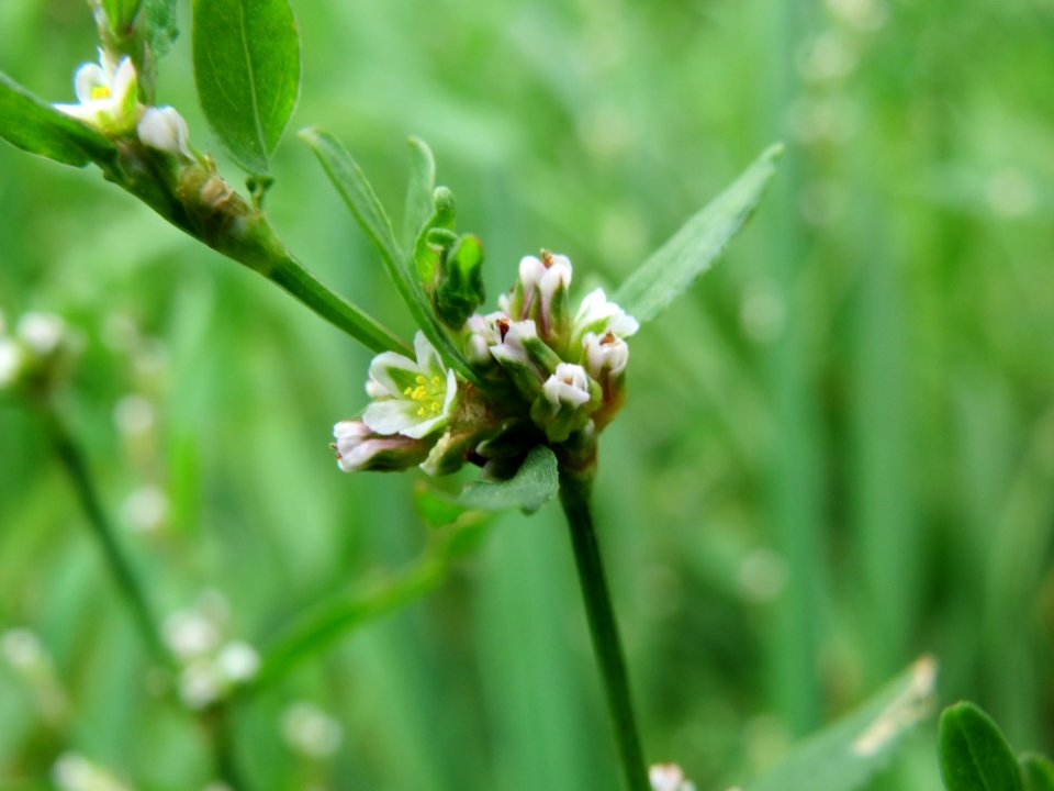 20140913Polygonum_aviculare1