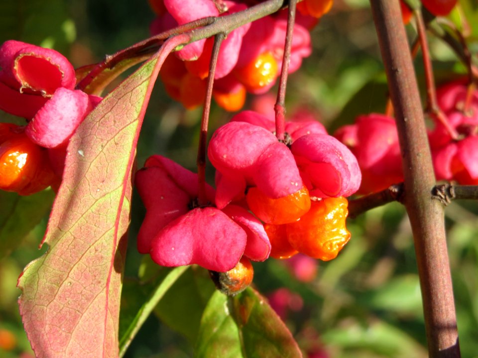 20140923Euonymus_europaeus2