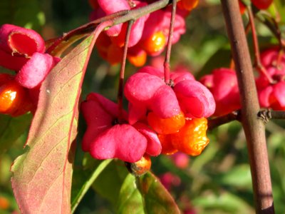 20140923Euonymus_europaeus2