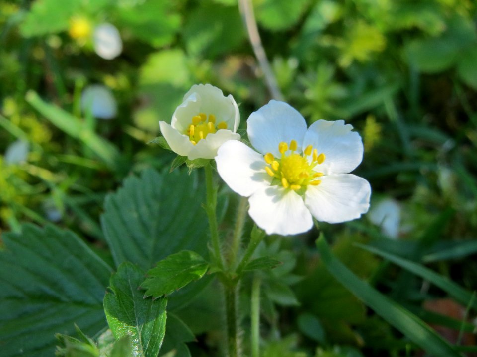 20140523Fragaria_vesca1