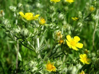 20140517Potentilla_argentea2