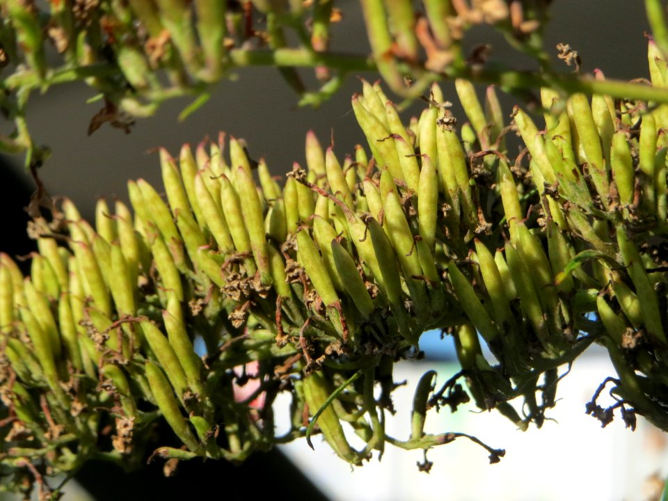 20140917Buddleja_davidii2