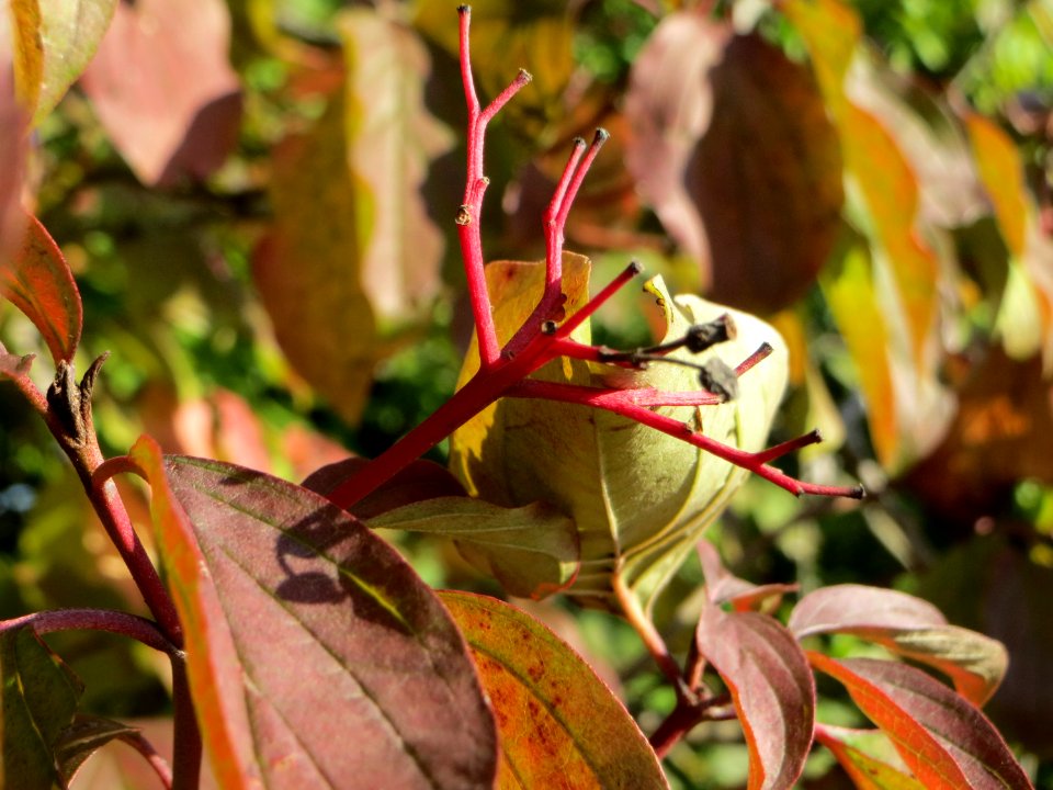 20140923Cornus_sanguinea2