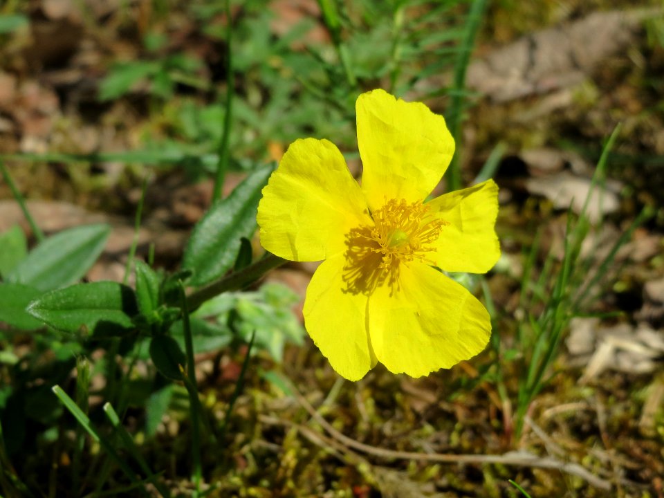 20140523Helianthemum_nummularium1