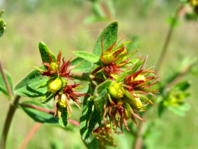 20140517Hypericum_perforatum1