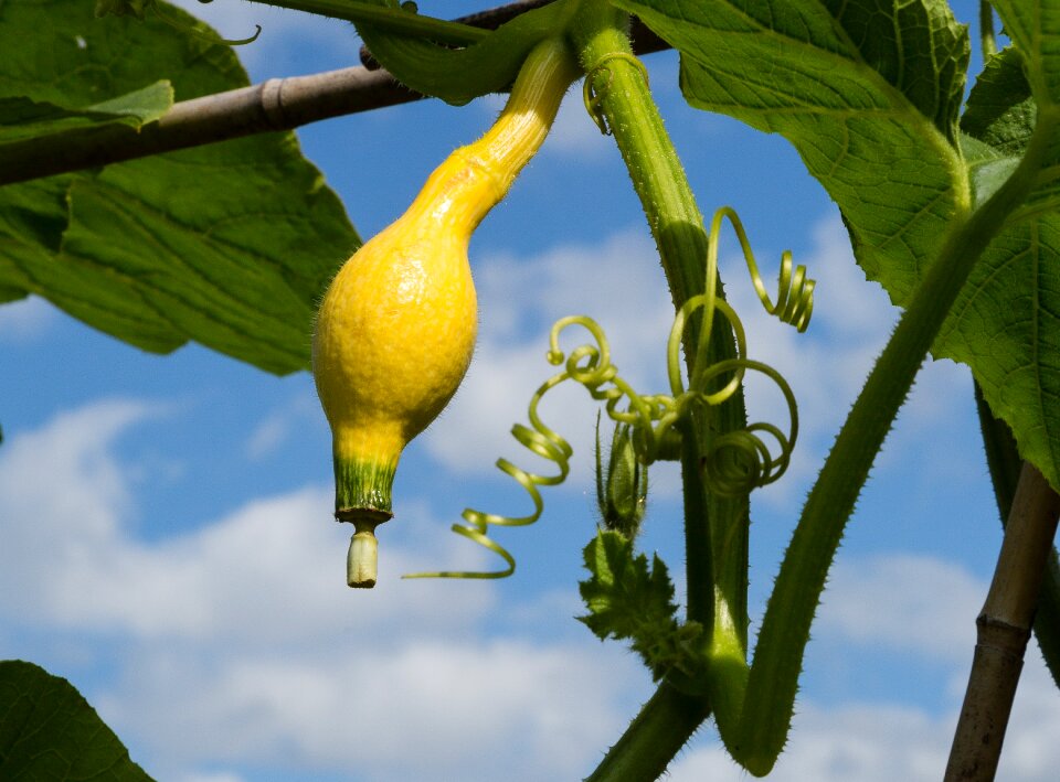 Vegetable yellow organic