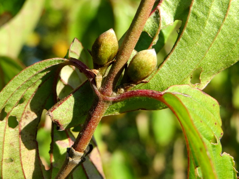 20140923Cornus_mas1