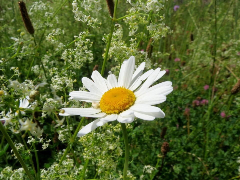 20140523Leucanthemum_vulgare2