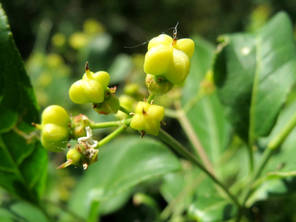 20140517Euonymus_europaeus1
