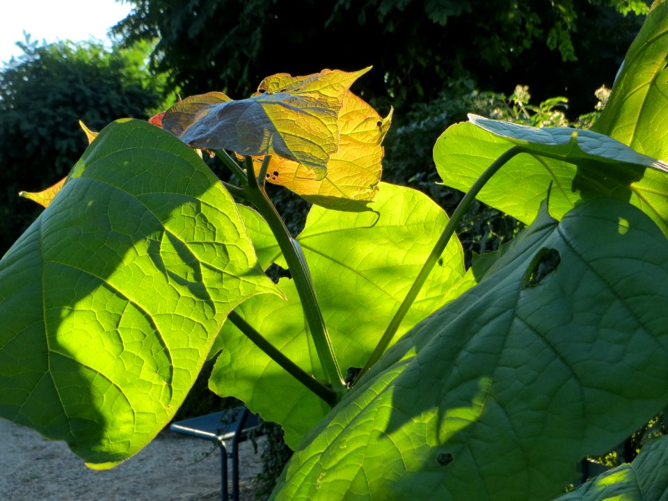 20140917Paulownia_tomentosa1