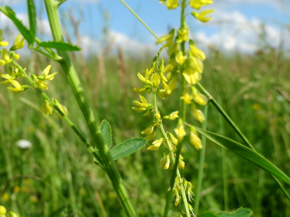 20140523Melilotus_officinalis1