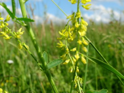 20140523Melilotus_officinalis1