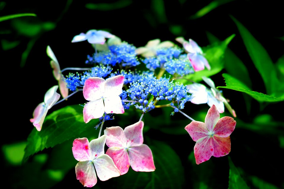 Natural flowers green
