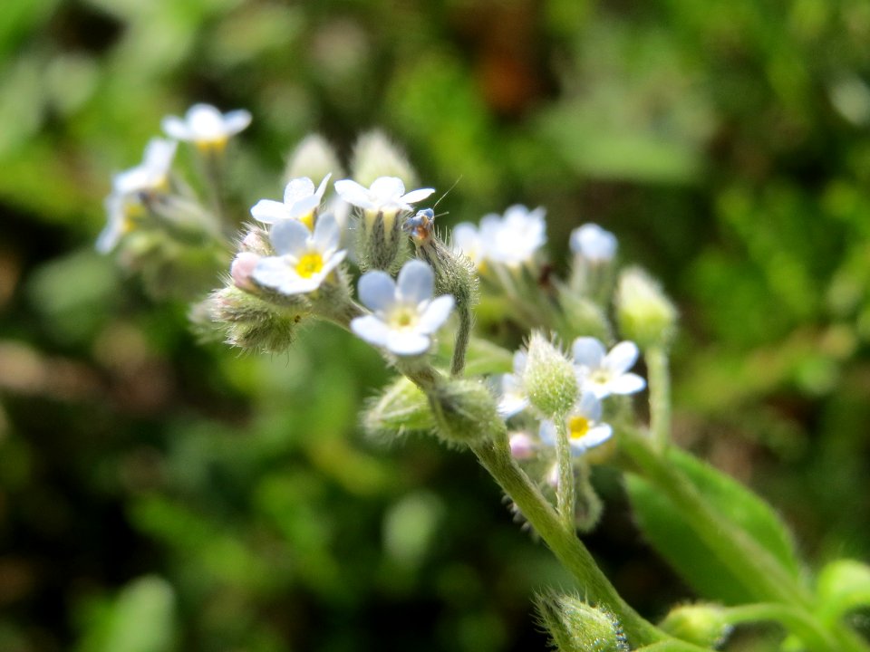 20140523Myosotis_arvensis2