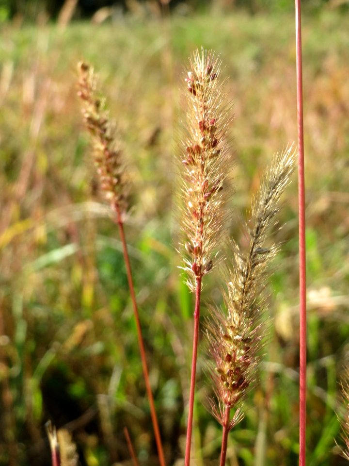 20140923Setaria_viridis4