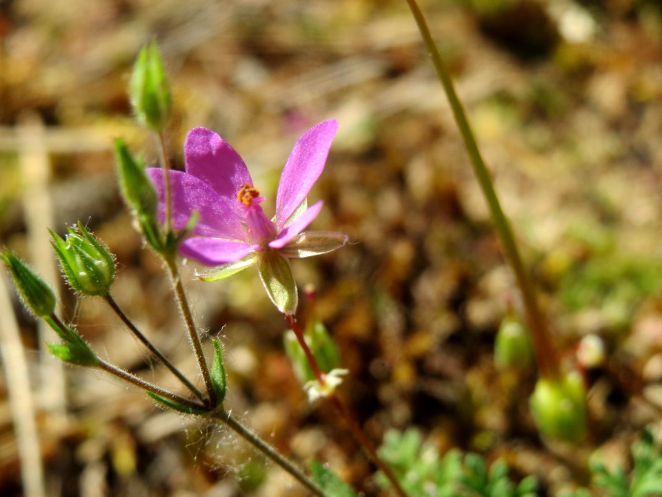 20140523Erodium_cicutarium