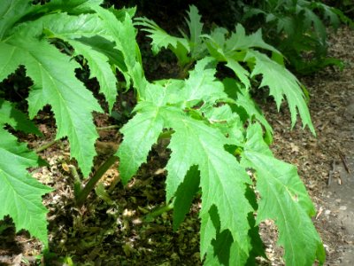 20140522Heracleum_mantegazzianum1