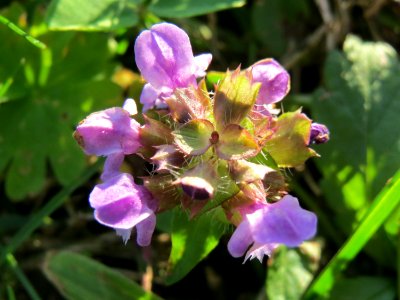 20140917Prunella_vulgaris