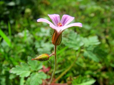 20140523Geranium_robertianum