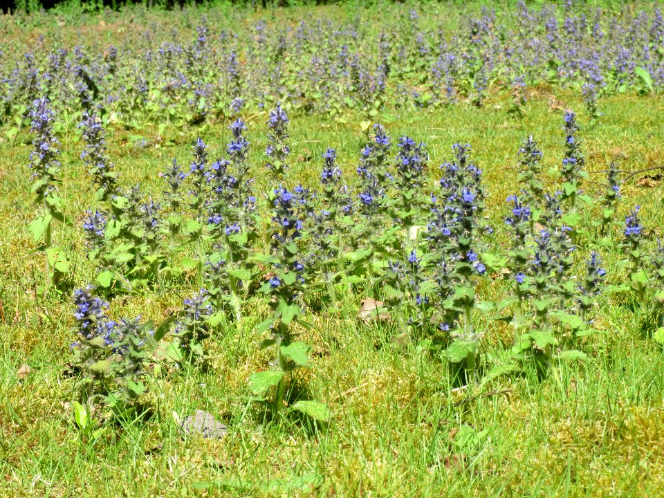 20140523Ajuga_reptans1