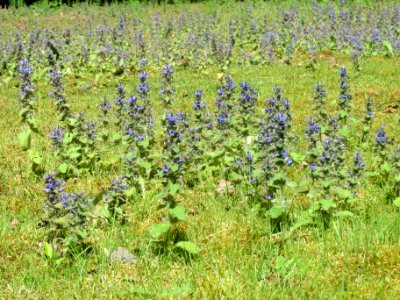 20140523Ajuga_reptans1