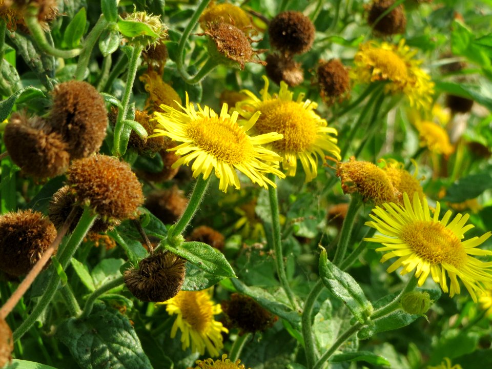 20140908Pulicaria_dysenterica05