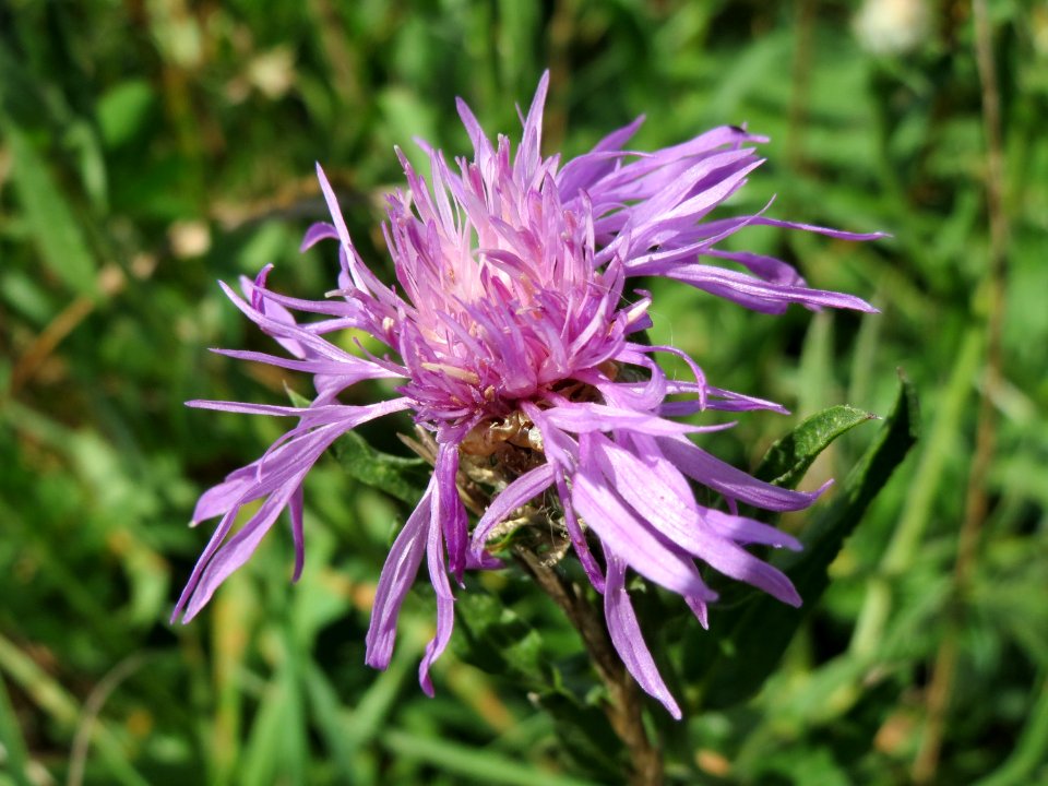 20140809Centaurea_jacea7
